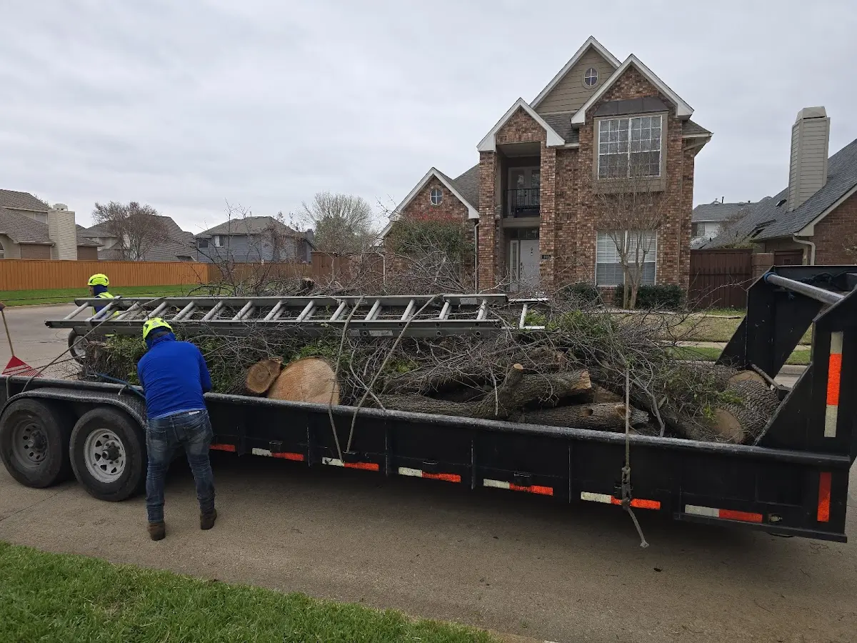 Expert Tree Pest Control with proper safety equipment in Bellingham